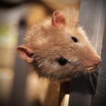 Control de plagas en el hogar y negocios en Mallorca para eliminar ratones