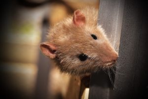Control de plagas en el hogar y negocios en Mallorca para eliminar ratones