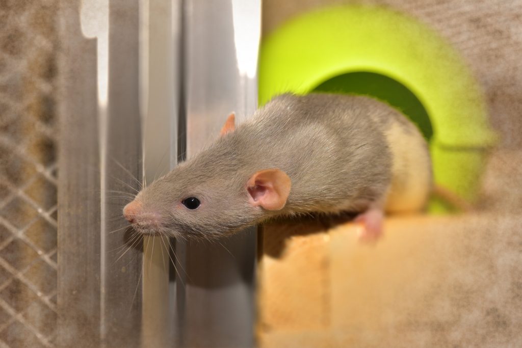 Control de ratas y ratones